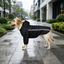 Gotoo Casaco Imperme&aacute;vel Refletor Preto para c&atilde;es, , large Indicador imagem n&uacute;mero 1