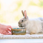 Beaphar Care+ ração para coelhos adultos super premium, , large image number null