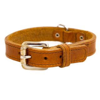 TK-Pet Namur Coleira de Couro Cognac para cães