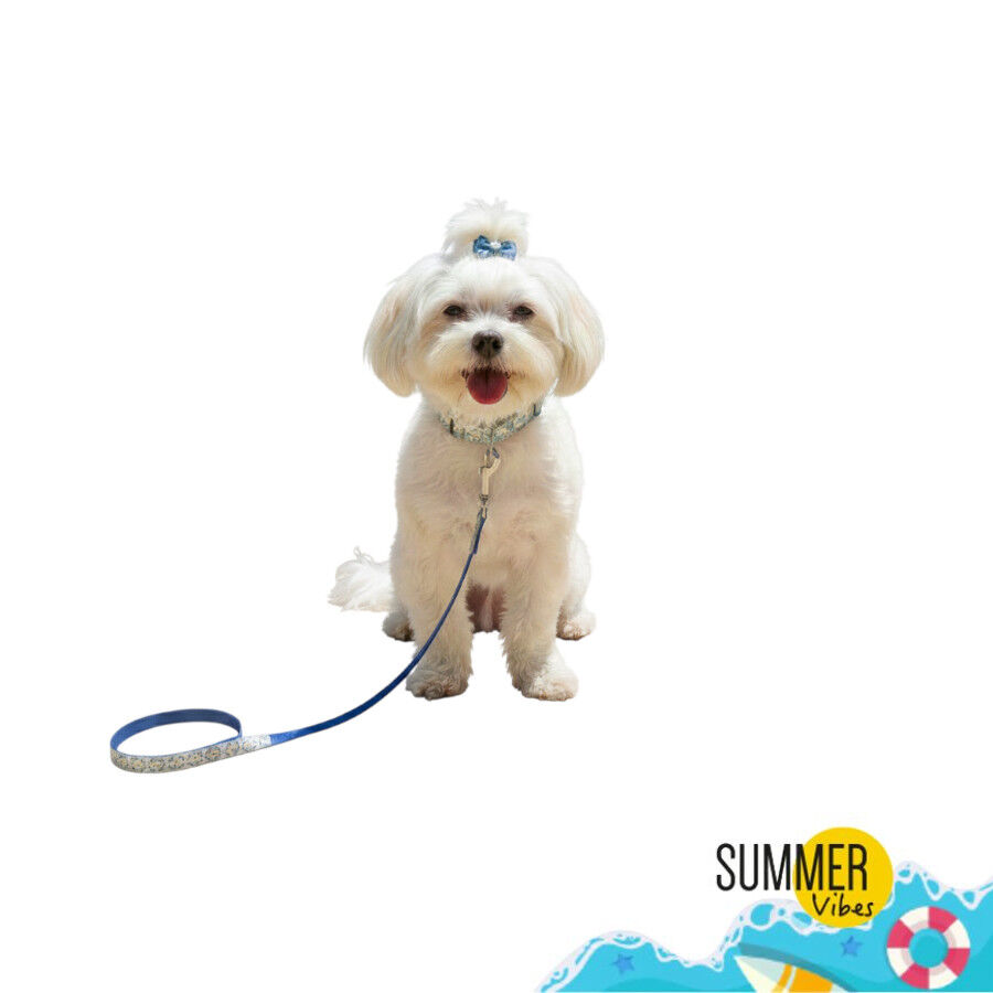 Summer Vibes Pack Trela e Coleira Dolce Vita para C&atilde;es, , large Imagem n&uacute;mero 1