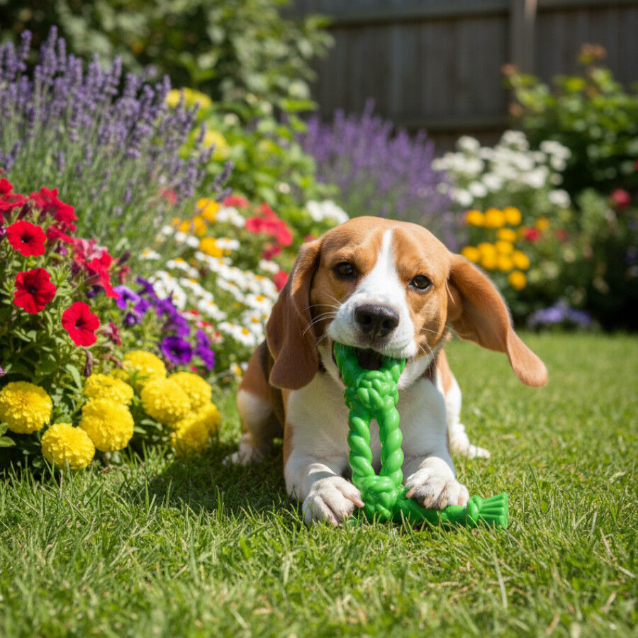 Tootoy! Pull N&oacute; grosso de borracha de brinquedo para c&atilde;es, , large Imagem n&uacute;mero 1