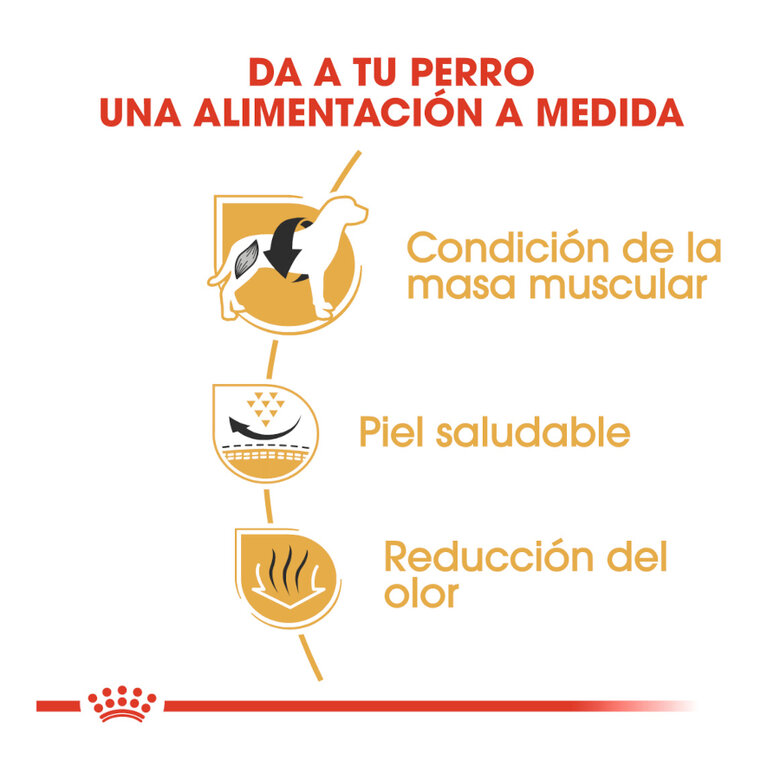 9 kg Royal Canin Adult Buldogue Francês ração para cães,  Imagem número 6 9 kg Royal Canin Adult Buldogue Francês ração para cães, , large Imagem número 6