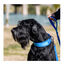 Freedog Cool Pro Tech Coleira Azul para cães, , large Indicador imagem número 7