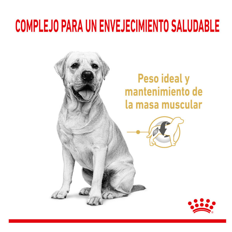 Royal Canin Adult 5+ Labrador ração para cães, , large image number null