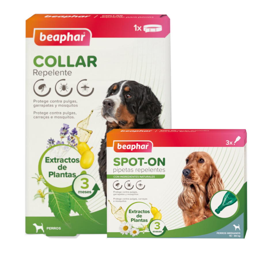 1 coleira x 65 cm + 6 pipetas >30 kg Beaphar Pack com Pipetas e Colar Repelente para C&atilde;es. Pack poupan&ccedil;a!, , large Imagem n&uacute;mero 2