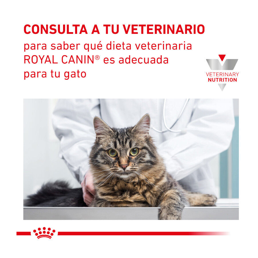 2 kg Royal Canin Veterinary Gastrointestinal Moderate Calorie ra&ccedil;&atilde;o para gatos, , large Imagem n&uacute;mero 8