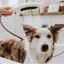 Hansgrohe Chuveiro Branco para cães, , large Indicador imagem número 2
