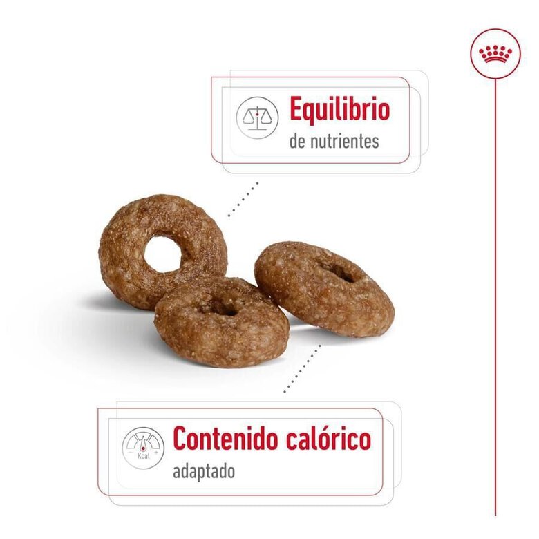 3.5 kg Royal Canin Mini 12+ Ageing ração para cães,  Imagem número 6 3.5 kg Royal Canin Mini 12+ Ageing ração para cães, , large Imagem número 6