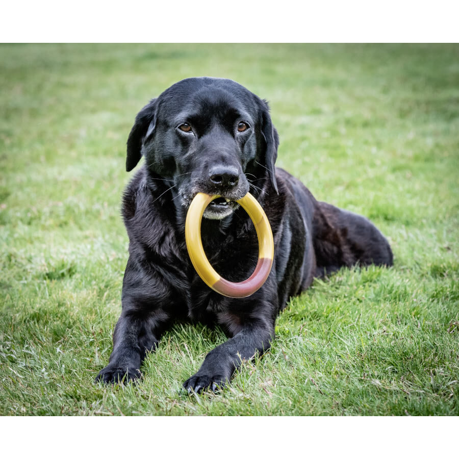 Nylabone Extreme Chew Ring Mordedor Redondo com Sabor a Hamb&uacute;rguer para c&atilde;es, , large Imagem n&uacute;mero 2