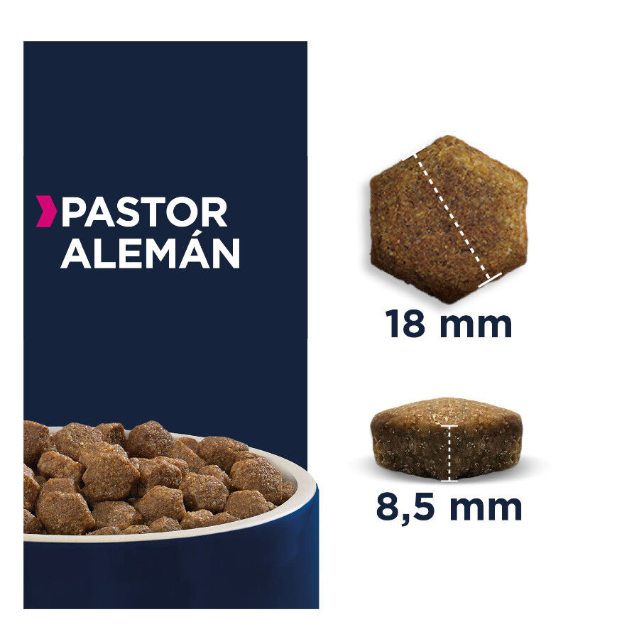 2 x 12 kg Eukanuba Adult Breed Specific Pastor Alem&atilde;o ra&ccedil;&atilde;o para c&atilde;es Pack poupan&ccedil;a!, , large Imagem n&uacute;mero 2