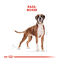 12 kg Royal Canin Adult Boxer ração para cães, , large Indicador imagem número 4
