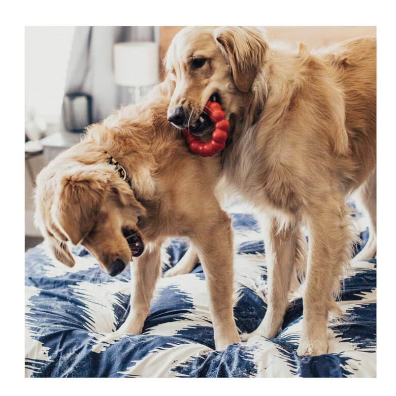 Kong Ring brinquedo mordedor para cães,  Imagem número 2 Kong Ring brinquedo mordedor para cães, , large Imagem número 2