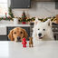 2 uds. Wonder Christmas Snacks Reno & Santa Navideños para perros, , large Indicador imagem número 2