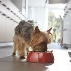 Purina One Mini Active Frango ração para cães, , large image number null