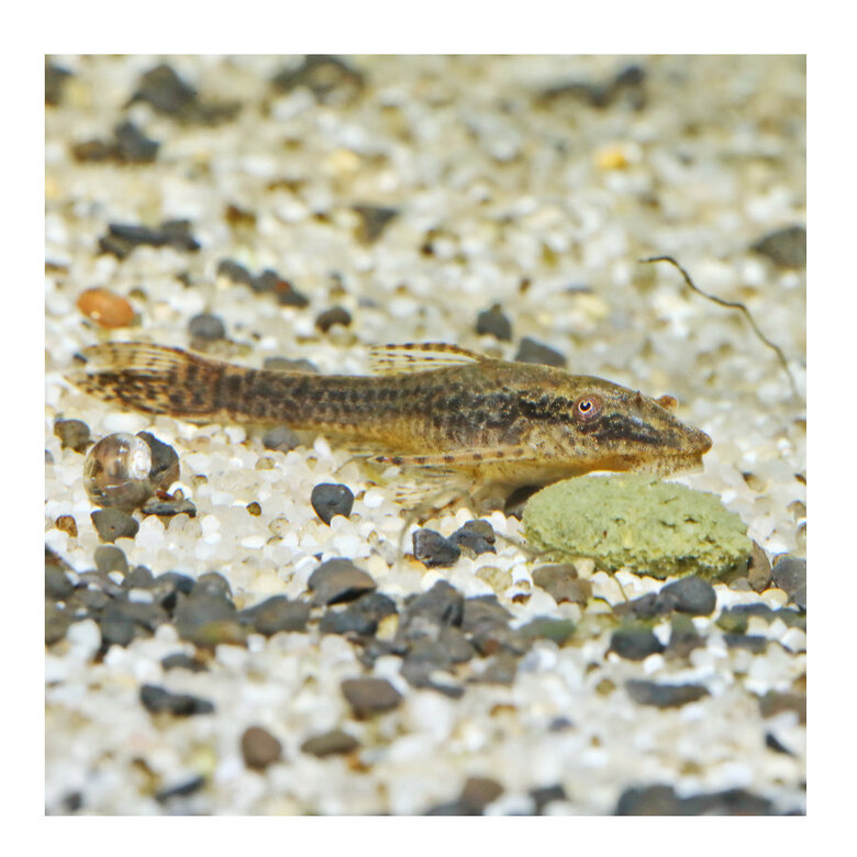 JBL Novopleco Comprimidos para peixes de fundo ,  Imagem número 3 JBL Novopleco Comprimidos para peixes de fundo , , large Imagem número 3