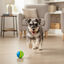 Tootoy! Chase Bolas dos 5 sentidos m&eacute;dia para c&atilde;es, , large Indicador imagem n&uacute;mero 1