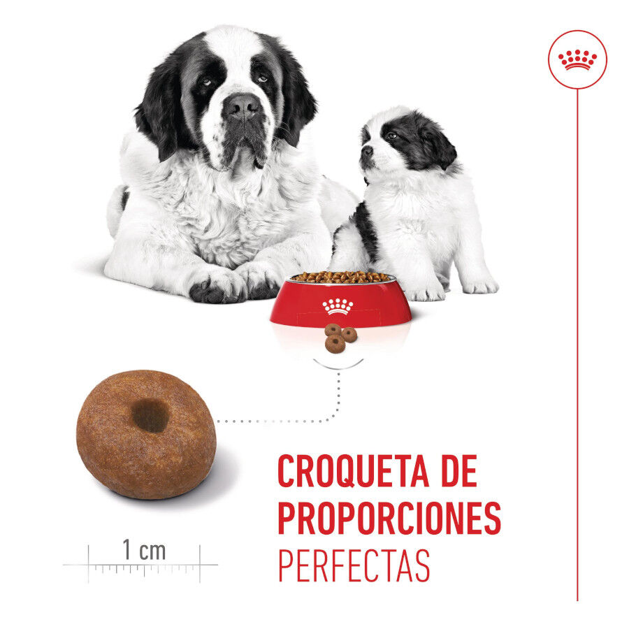 15 kg Royal Canin Starter Puppy Giant Ra&ccedil;&atilde;o para cachorro, , large Imagem n&uacute;mero 5