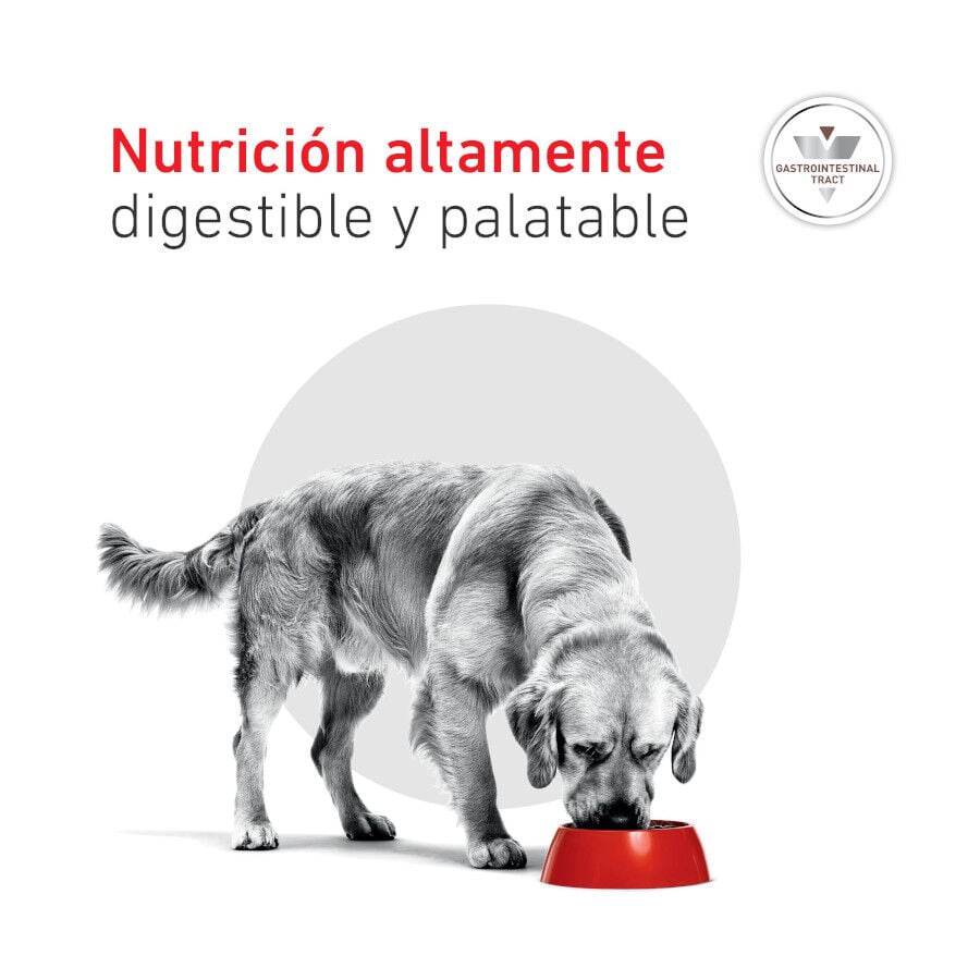 400 g Royal Canin Veterinary Diet Gastrointestinal lata para c&atilde;es, , large Imagem n&uacute;mero 9