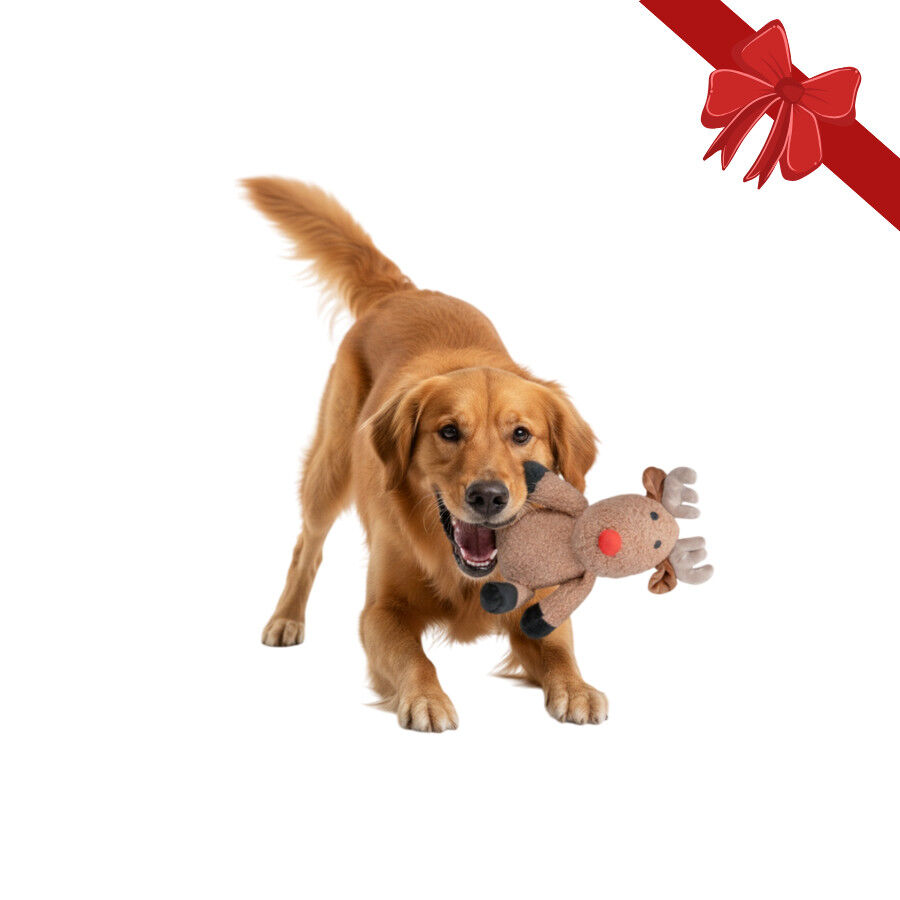 Wonder Christmas Peluche Rena de Natal para C&atilde;es, , large Imagem n&uacute;mero 1