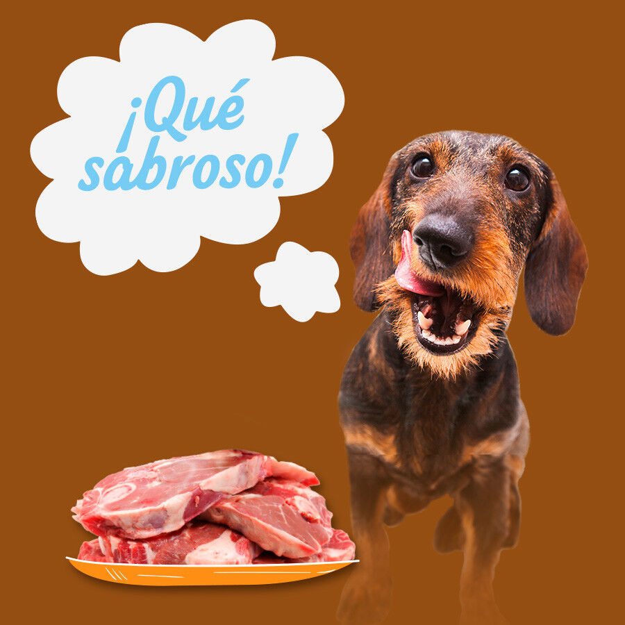 24 latas x 400 g Start! Adulto Frango, Vitela e Cordeiro em Gelatina para c&atilde;es Pack Poupan&ccedil;a!, , large Imagem n&uacute;mero 4