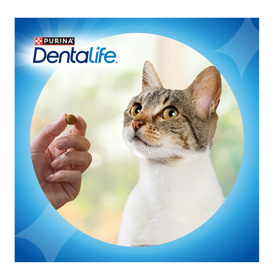40 g Dentalife Snack Dent&aacute;rios Frango para gatos, , large Imagem n&uacute;mero 8