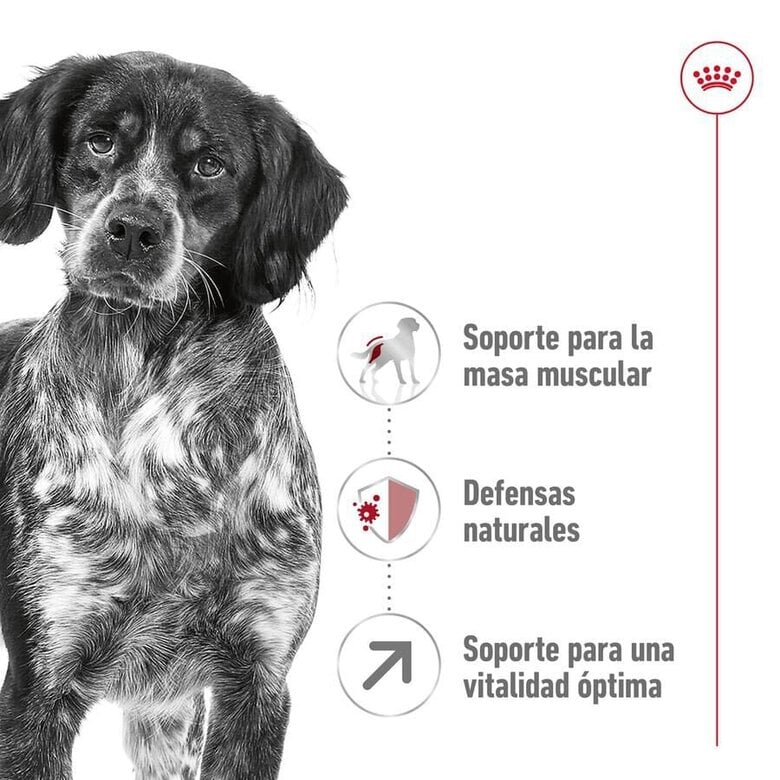 15 kg Royal Canin Medium 7+ Adult ração para cães seniores,  Imagem número 5 15 kg Royal Canin Medium 7+ Adult ração para cães seniores, , large Imagem número 5