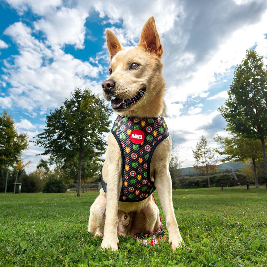 Disney Premium Marvel Peitoral revers&iacute;vel para c&atilde;es, , large Imagem n&uacute;mero 3