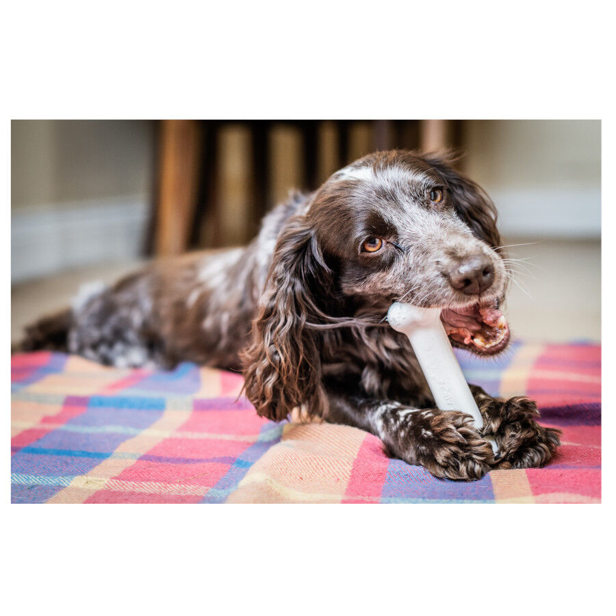 Nylabone Dura Chew Wolf osso mordedor de nylon para c&atilde;es , , large Imagem n&uacute;mero 5