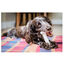 Nylabone Dura Chew Wolf osso mordedor de nylon para cães , , large Indicador imagem número 5