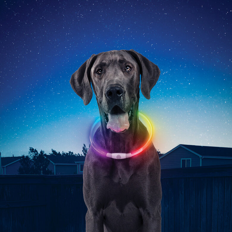 Nite Ize Nite Howl Disc-O-Select LED Coleira para cães ,  Imagem número 2 Nite Ize Nite Howl Disc-O-Select LED Coleira para cães , , large Imagem número 2