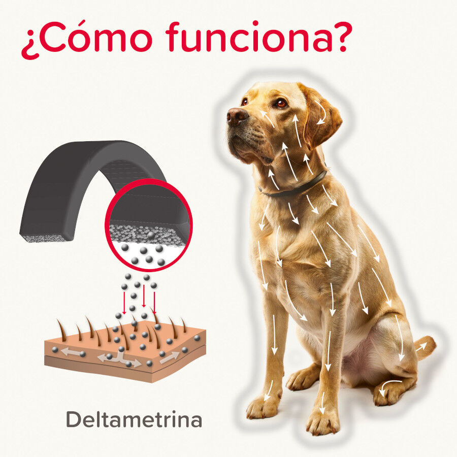 Beaphar Canishield Coleira Antipulgas para c&atilde;es, , large Imagem n&uacute;mero 4