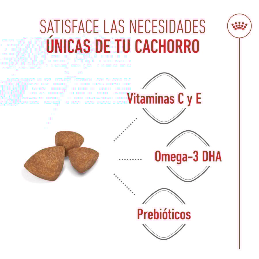 3 kg Royal Canin X-Small Puppy ra&ccedil;&atilde;o para c&atilde;es, , large Imagem n&uacute;mero 4