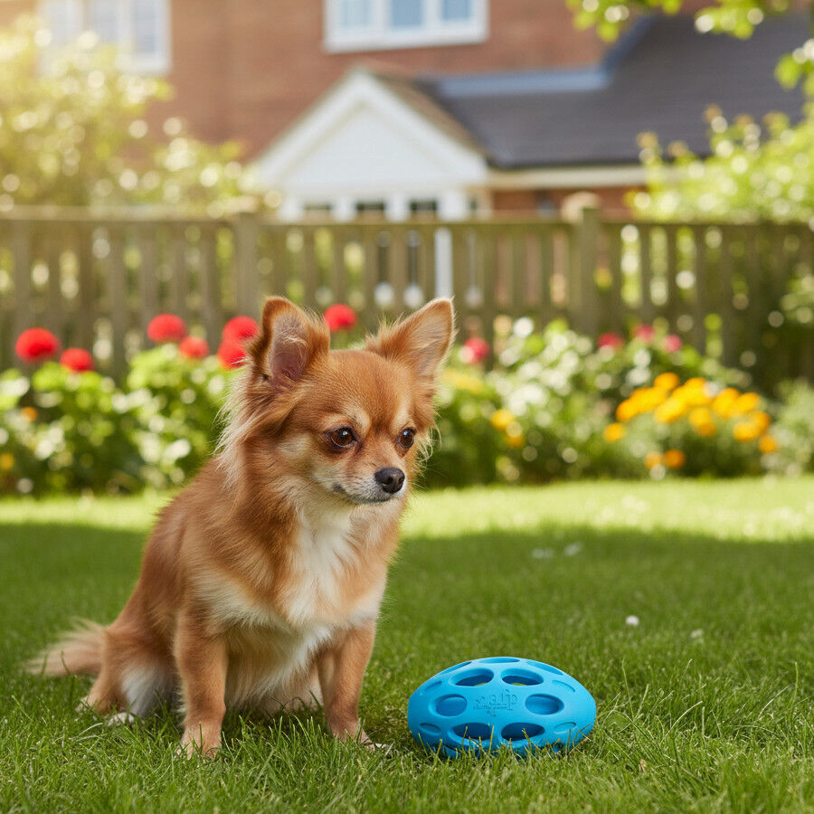 All For Paws Meta Ball Bola azul Brinquedo para c&atilde;es, , large Imagem n&uacute;mero 1