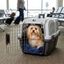 Outech IATA Apolo Transportadora para c&atilde;es e gatos, , large Indicador imagem n&uacute;mero 1