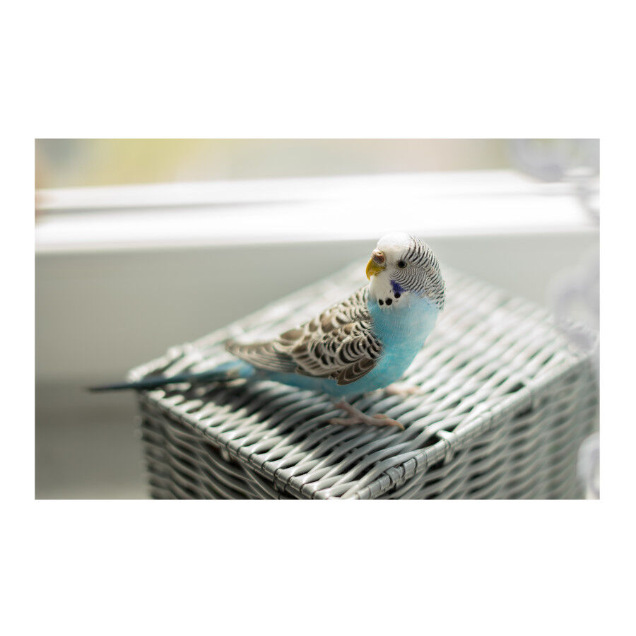 Suplemento alimentar Beaphar para aves C&aacute;lcio, , large Imagem n&uacute;mero 2