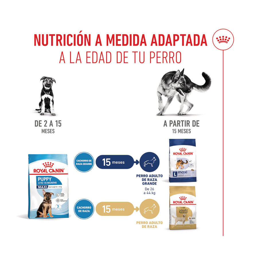 15 kg Royal Canin Puppy Maxi ra&ccedil;&atilde;o para c&atilde;es, , large Imagem n&uacute;mero 8
