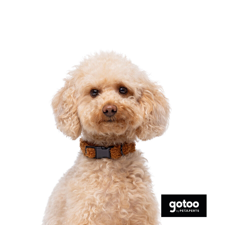 Gotoo Coleira veludo castanho para c&atilde;es, , large Imagem n&uacute;mero 3