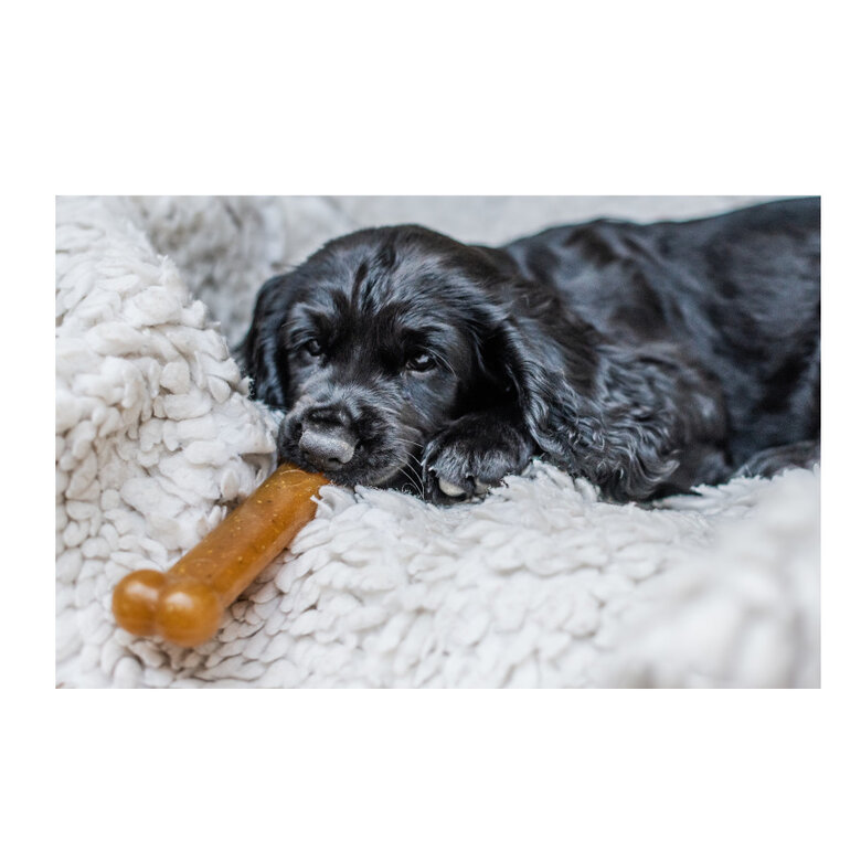 Nylabone Chew Frango Osso Mordedor para cachorros,  Imagem número 5 Nylabone Chew Frango Osso Mordedor para cachorros, , large Imagem número 5