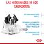 15 kg Royal Canin Junior Giant ração para cães, , large Indicador imagem número 5