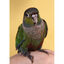 Psittacus Minor ração para pássaros pequenos, , large Indicador imagem número 7