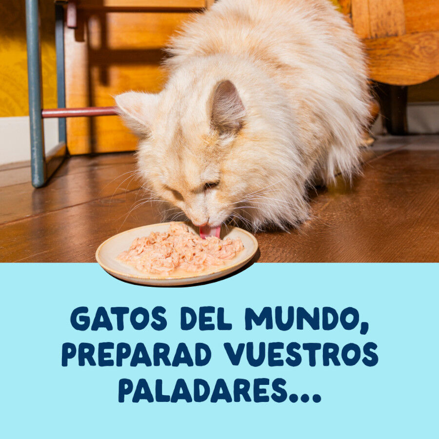 70 g Edgard & Cooper Alimento h&uacute;mido de atum e lula em lata para gatos, , large Imagem n&uacute;mero 2