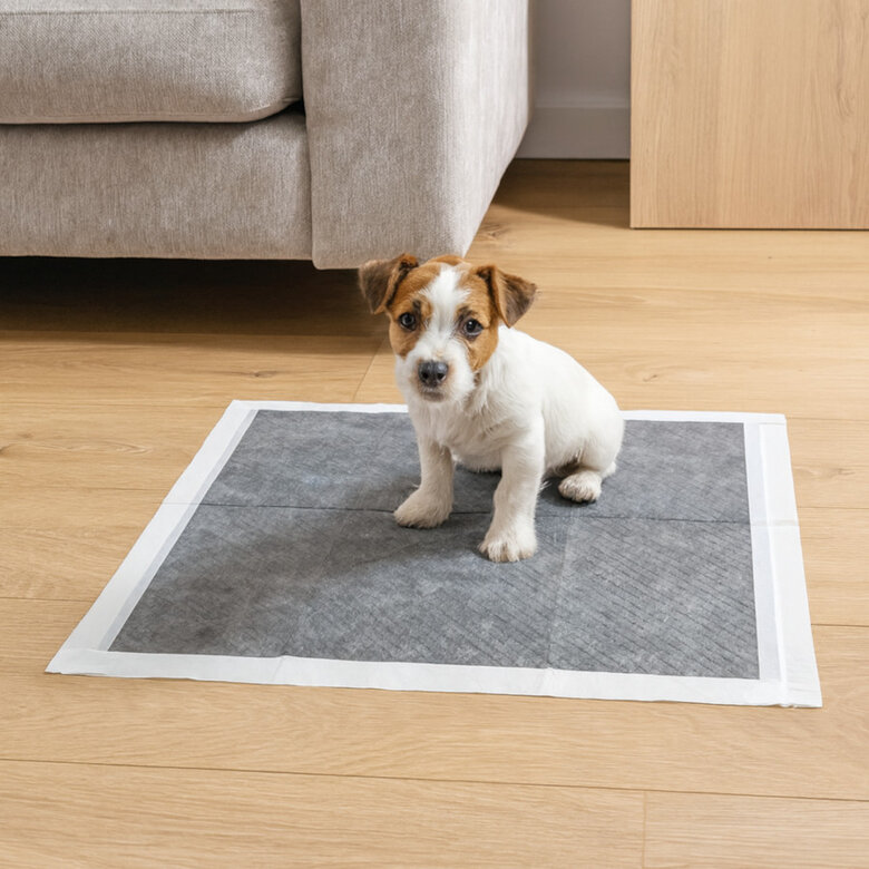 Nice Care Resguardos com carbão ativado para cães,  Imagem número 1 Nice Care Resguardos com carbão ativado para cães, , large Imagem número 1