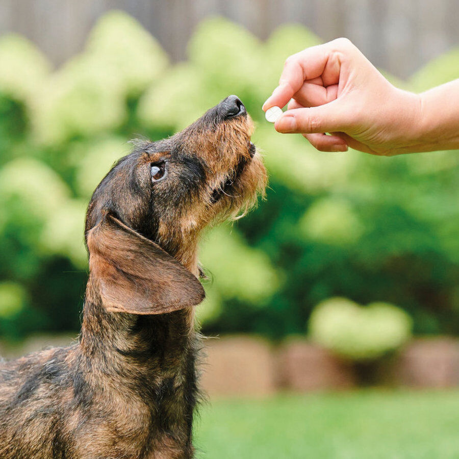 Beaphar desparasitante interno natural para c&atilde;es, , large Imagem n&uacute;mero 6