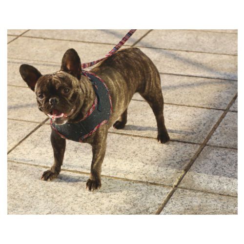 Croci Street Grunge con arn&eacute;s abrigo para perros Imagem n&uacute;mero 2