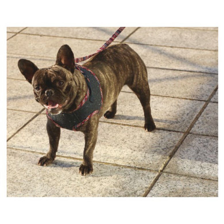 Croci Peru Casaco com peitoral para cães,  Imagem número 2 Croci Street Grunge con arnés abrigo para perros Imagem número 2