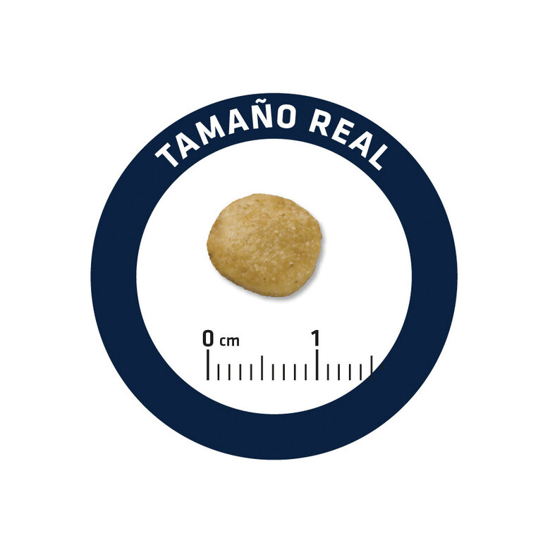 Affinity Advance Veterinary Diets Renal ração para cães, , large image number null