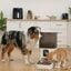 Leeby Comedouro Autom&aacute;tico Program&aacute;vel Branco e Cinzento para c&atilde;es e gatos, , large Indicador imagem n&uacute;mero 1