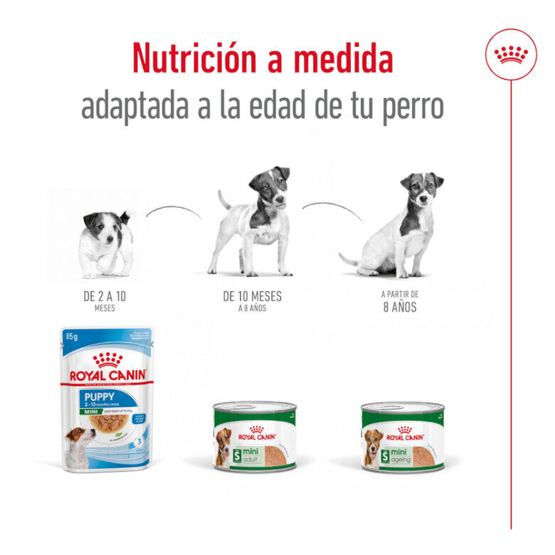 195 g Royal Canin Mini 8+ Ageing lata para c&atilde;es, , large Imagem n&uacute;mero 5
