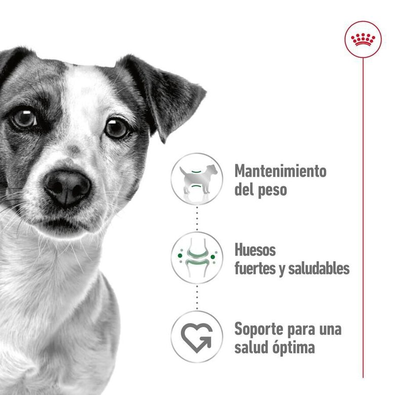 85 g Royal Canin Mini Adult saqueta em molho para cães,  Imagem número 3 85 g Royal Canin Mini Adult saqueta em molho para cães, , large Imagem número 3