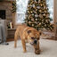 Wonder Christmas Brinquedo de Corda e Mordedor de Natal para Cães, , large Indicador imagem número 3